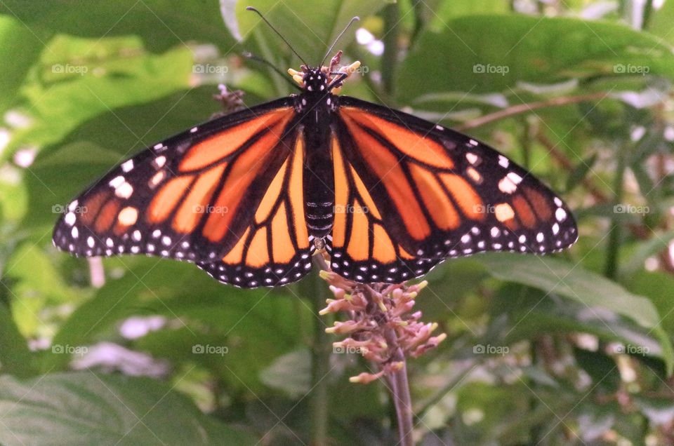 Monarch wings