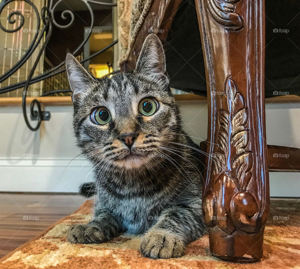 Cute, cross eyed kitty cat playing on the floor under a chair.