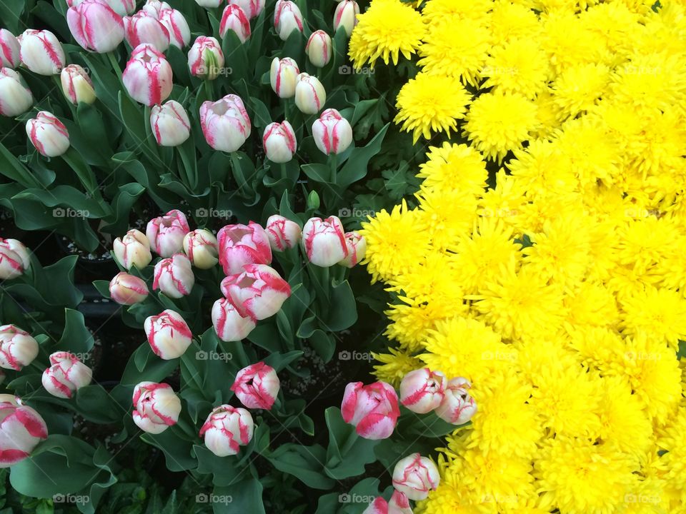 Yellow Flowers among the Pink Tulips . Yellow and pink flowers 