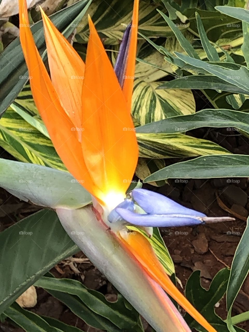 Strelitzia