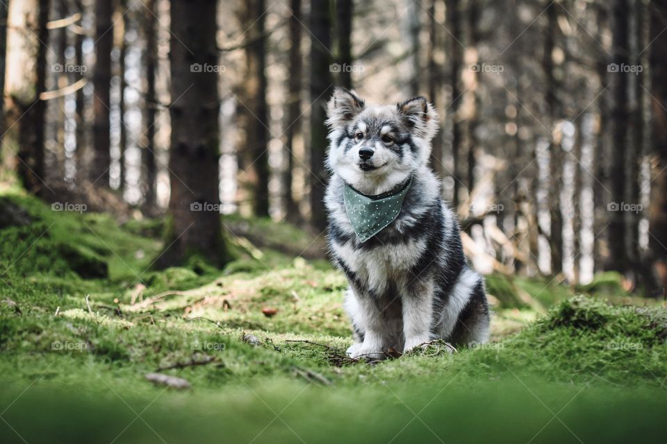 Portrait of a young puppy finnish lapphund dog sitting in the forest or woods