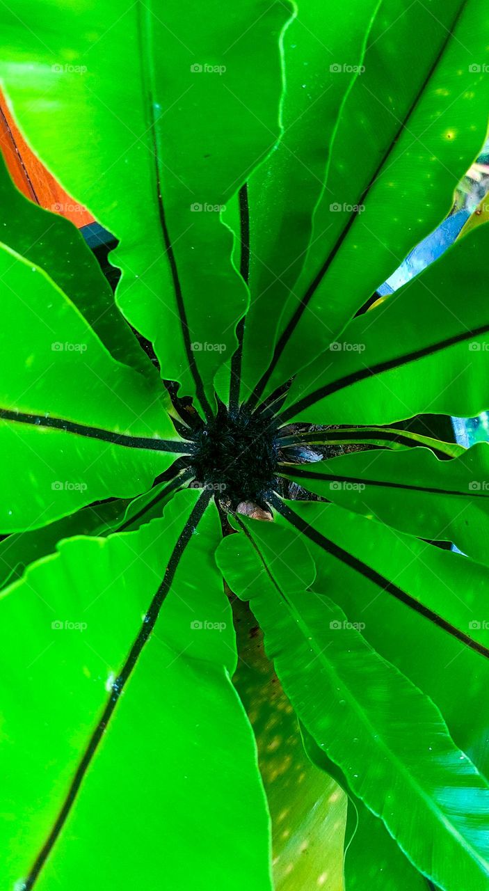 Leafy Elegance: From Above, the Grace of Green and Long