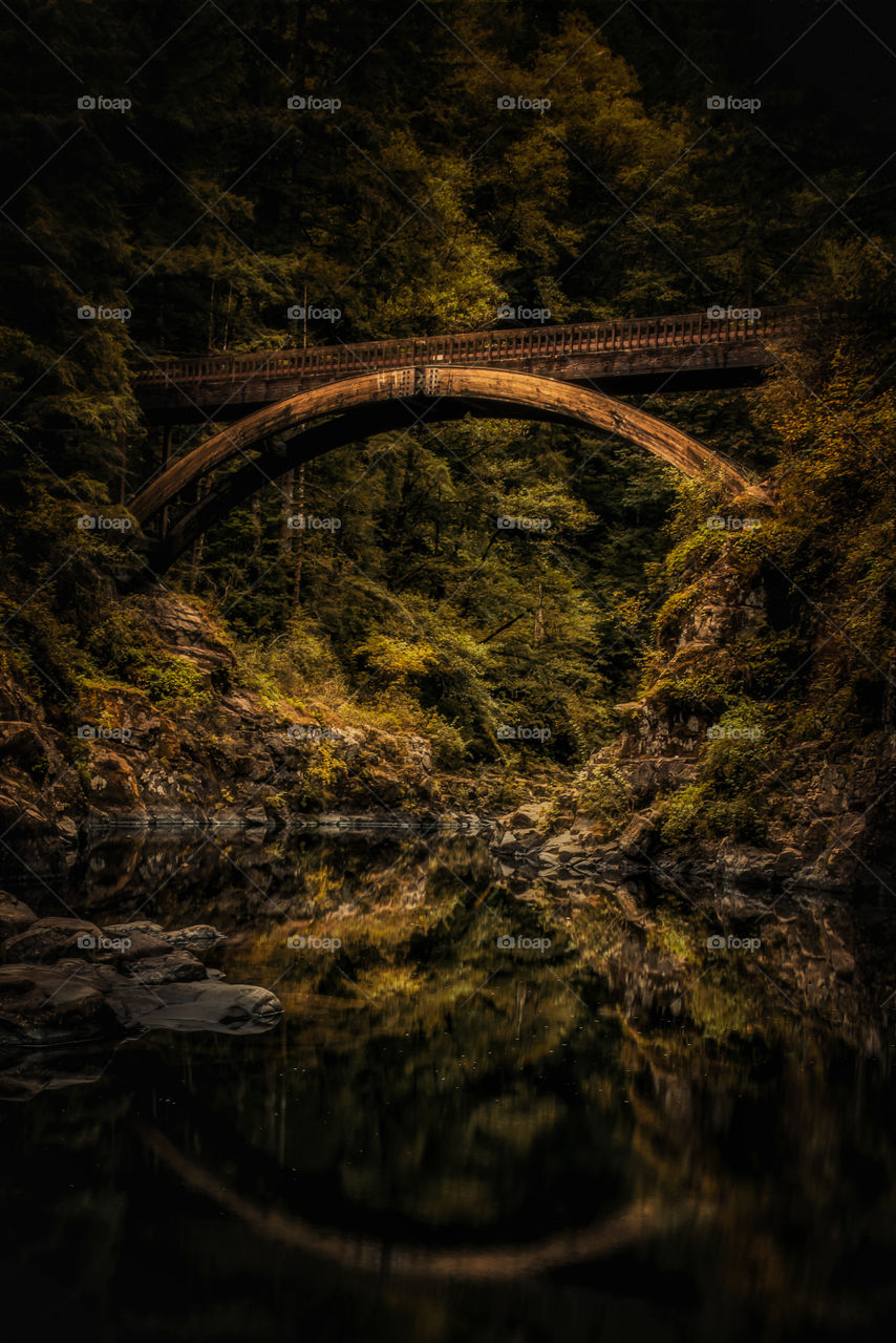 Magical forests of the Pacific Northwest 