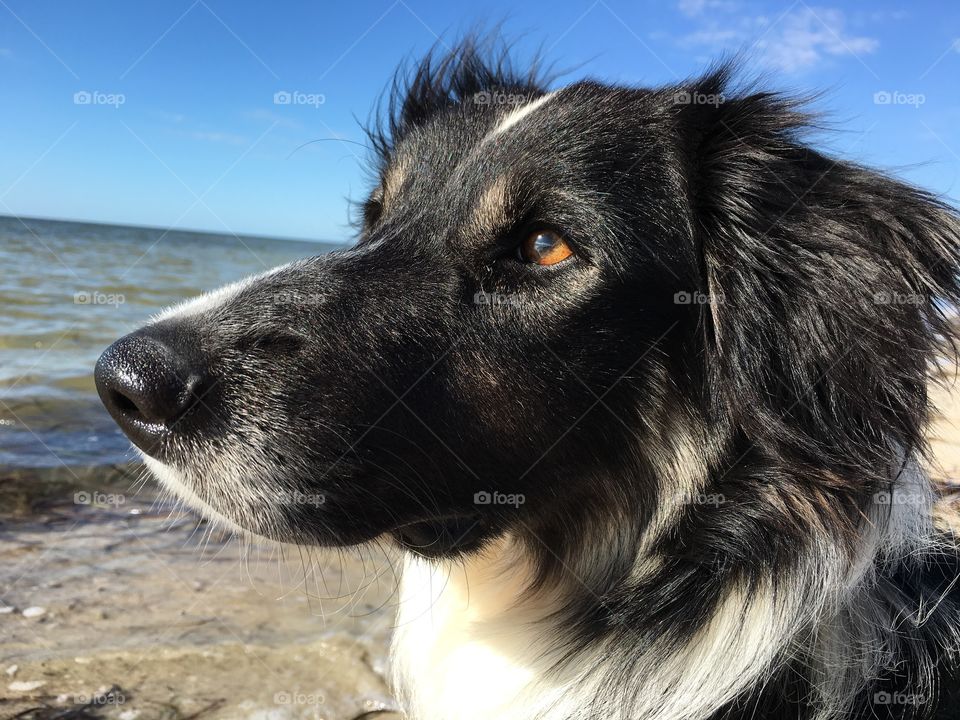 Border collie at the beach looking away