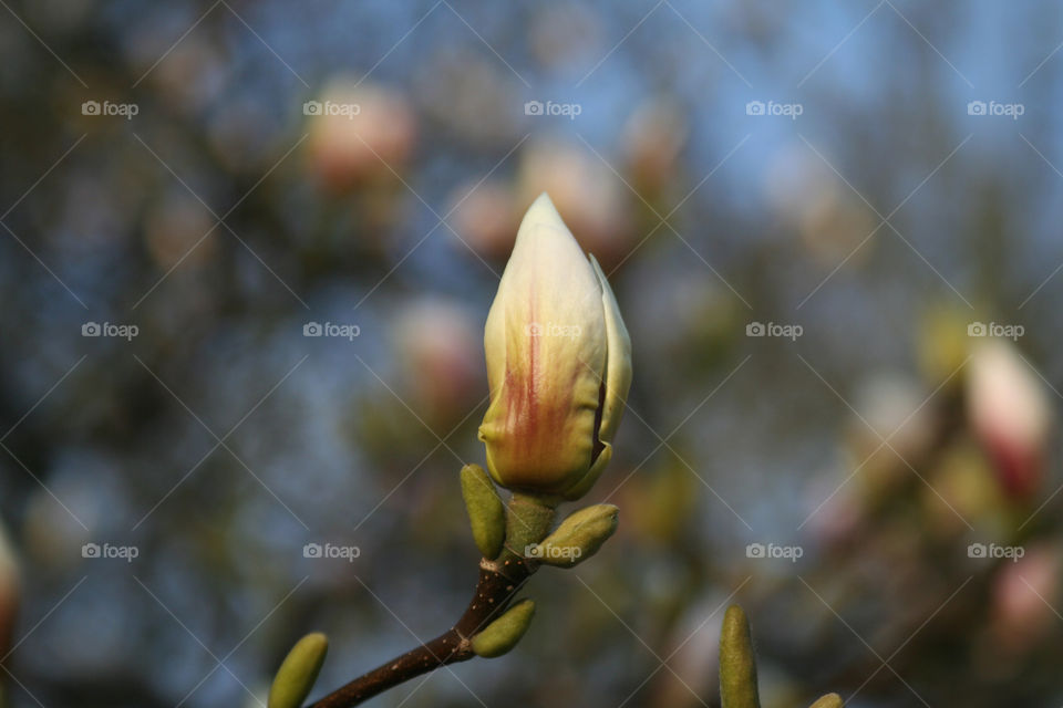 Burgeon in spring