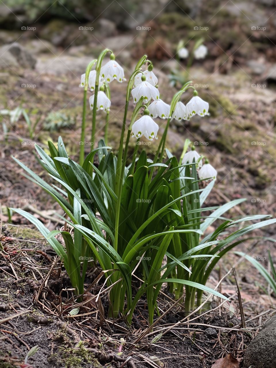 Snowdrops