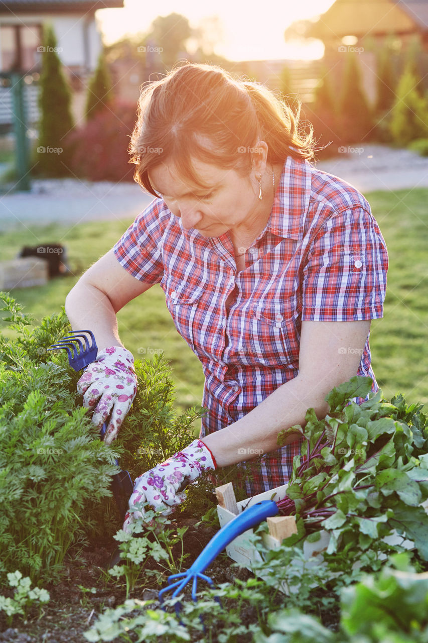 Woman working in a home garden in the backyard, picking the vegetables and put to wooden box. Candid people, real moments, authentic situations