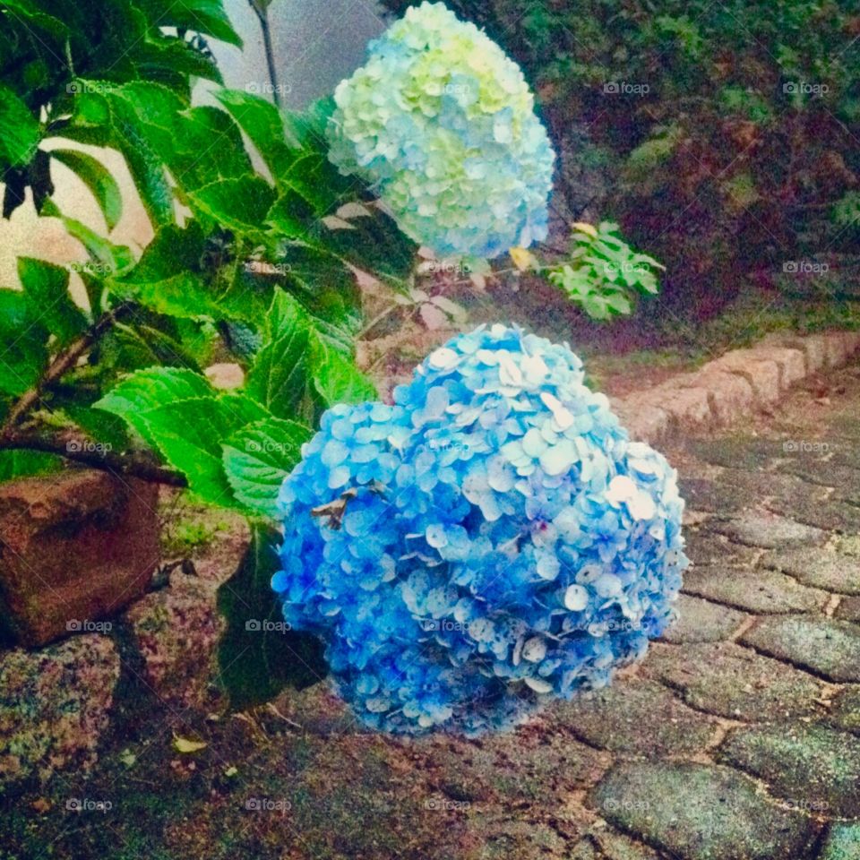 🌺Fim de #cooper!
Suado, cansado e feliz, alongando e curtindo a beleza das #hortênsias azuis.
Sabia que a acidez ou a alcalinidade do solo é que determina o azul ou o rosa das suas pétalas?
🏁
#corrida #treino #flor #flower