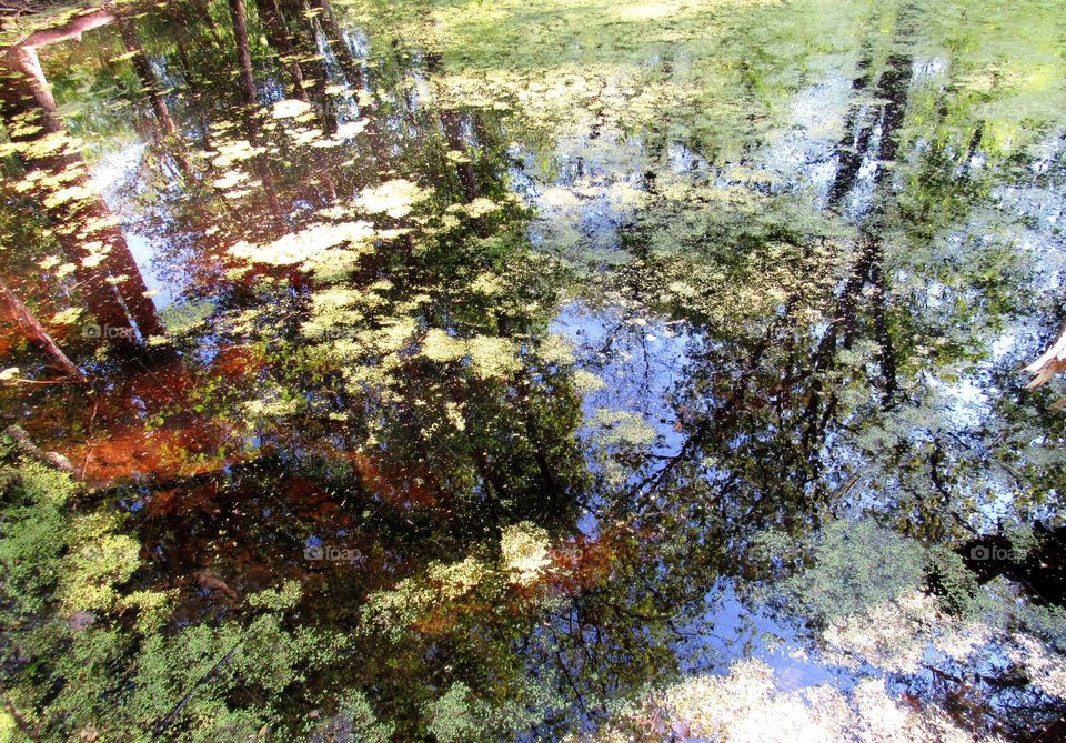 pond  reflection