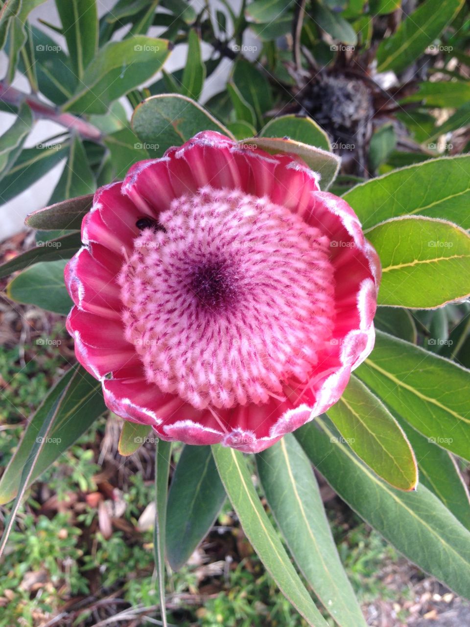 Banksia 