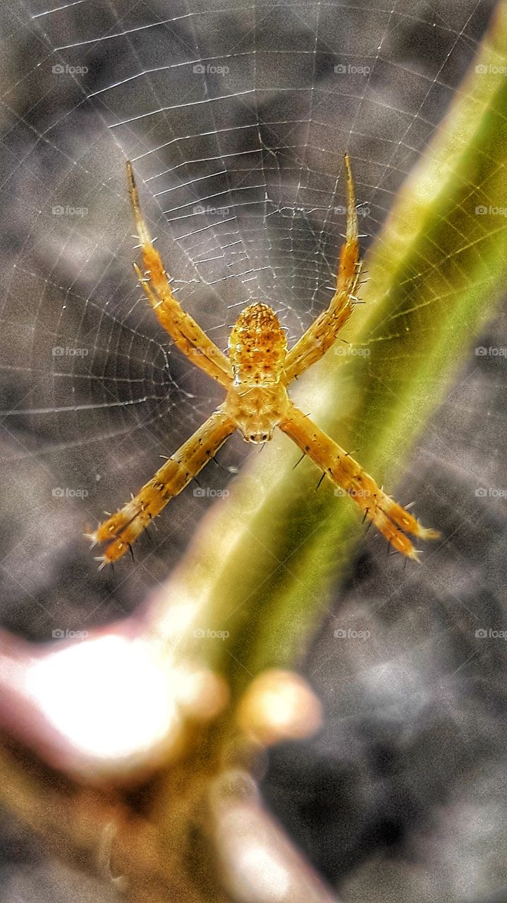 Baby spider on net