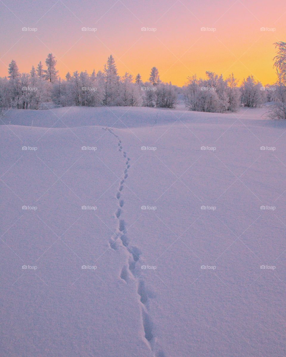 Winter, winter time, winter landscape, winter fairy tale, frost, frosty lace, north, arctic, snow, winter sunset, winter morning, snowy land, northern land, northern latitude, cold, red, frosty morning, snow on branches, ice, icy branches, sun, winte