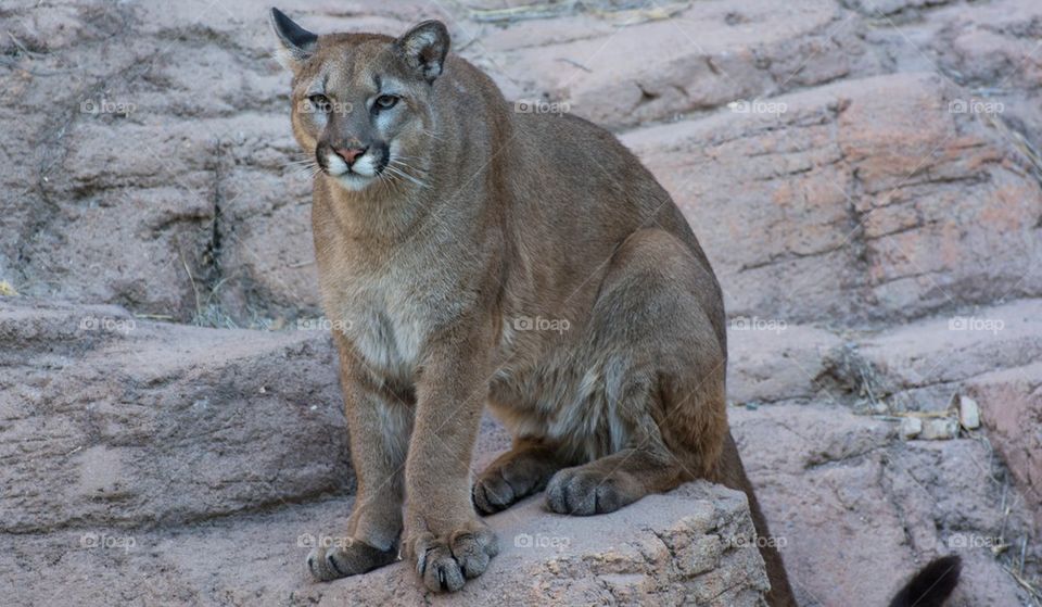 Mountain Lion 