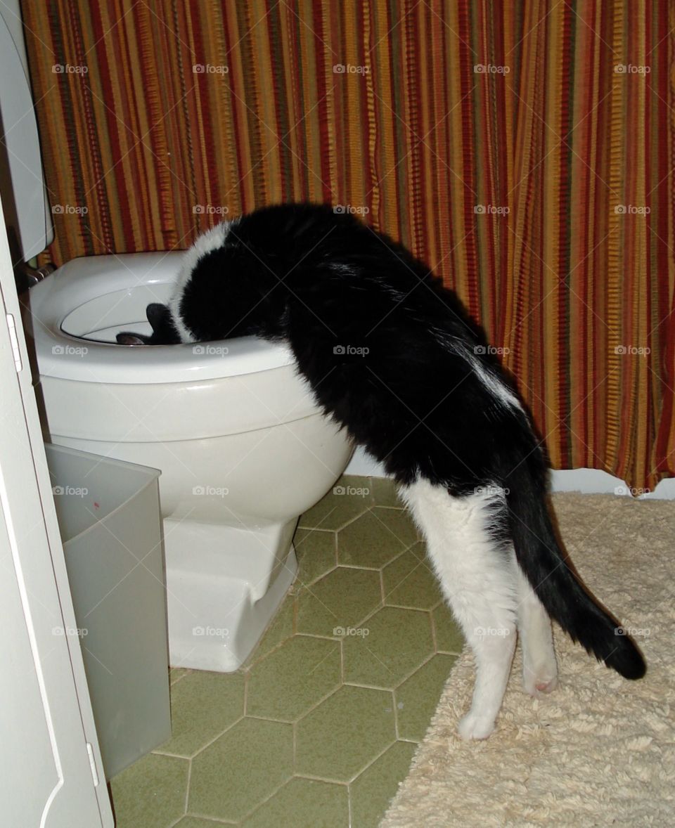 Cat Drinking from Toilet