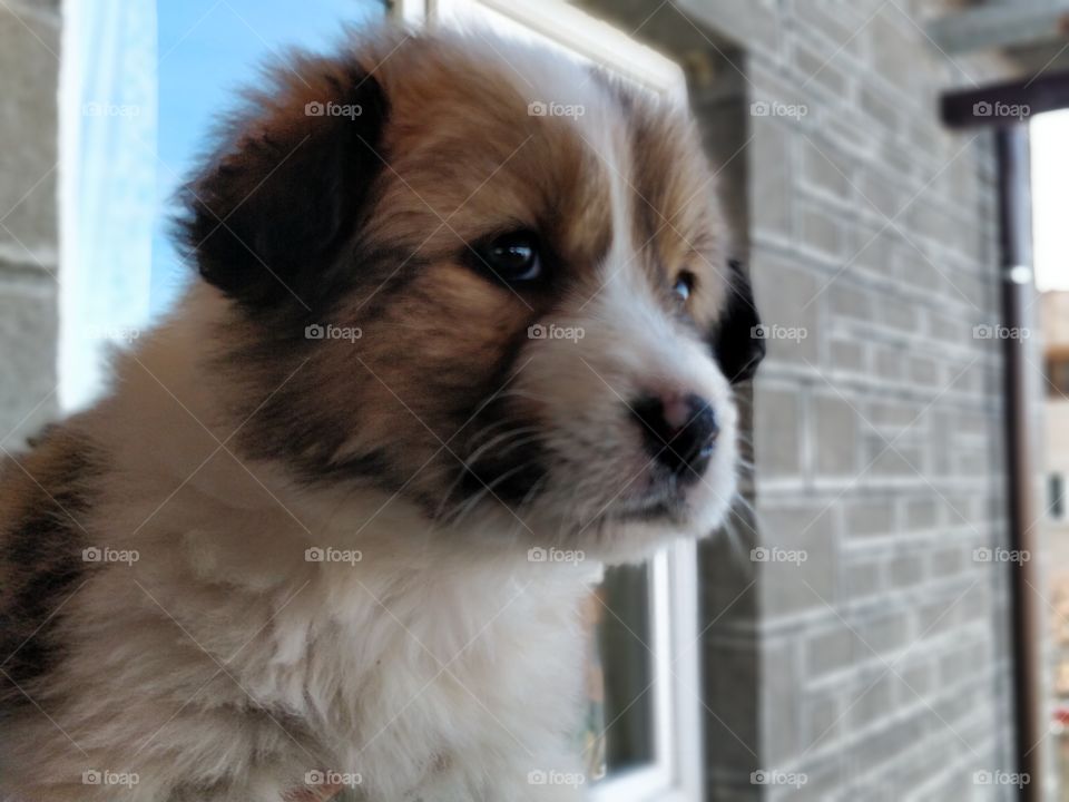 Fluffy Puppy