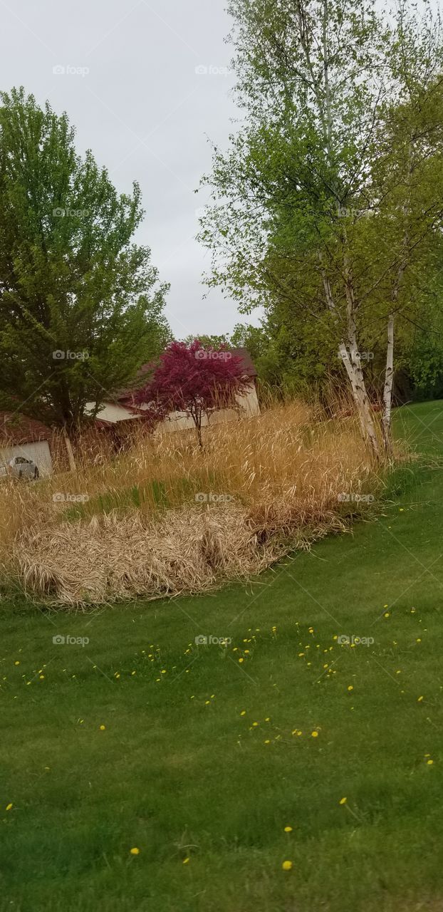 Ornamental grass with a beautiful tree