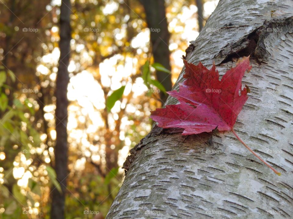 Red leaf resting on a birch tree