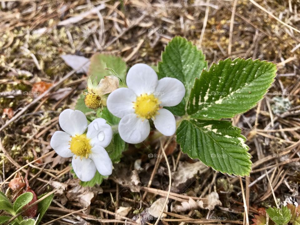 Wild strawberry flowers 