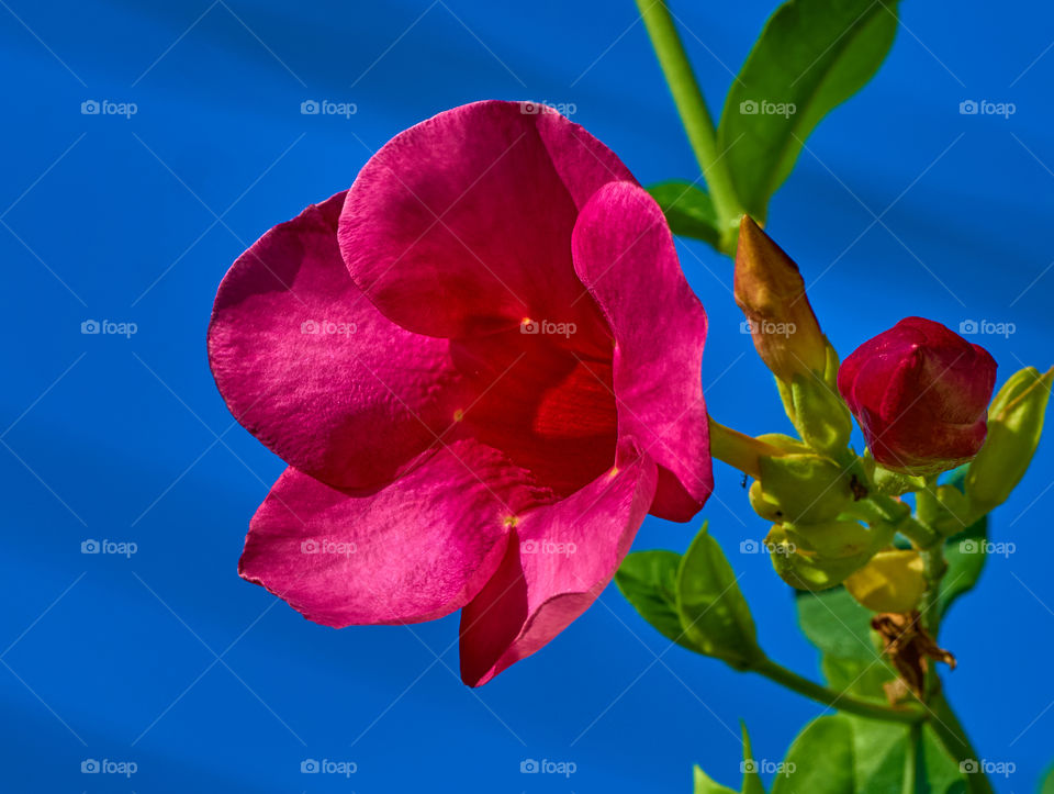 Floral photography - allamanda