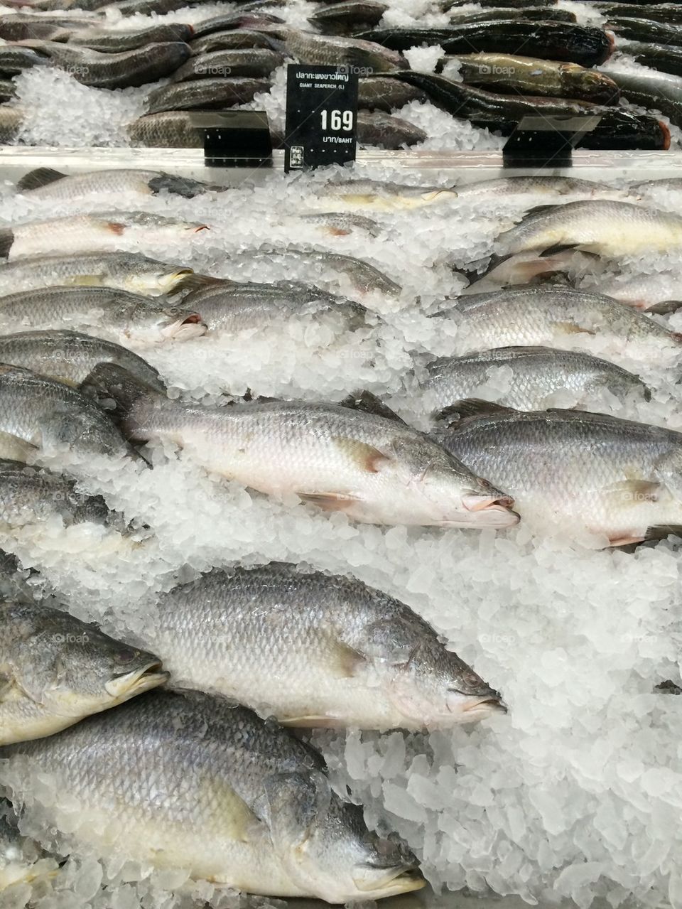 Freshly Fish