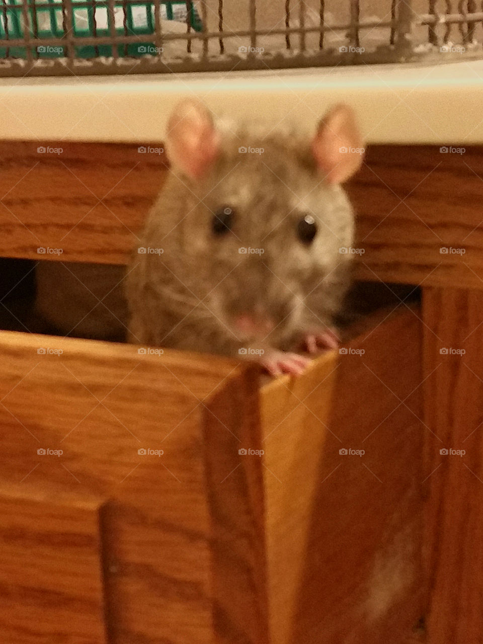 My aguti pet rat, Mattie, peeking out of a drawer.