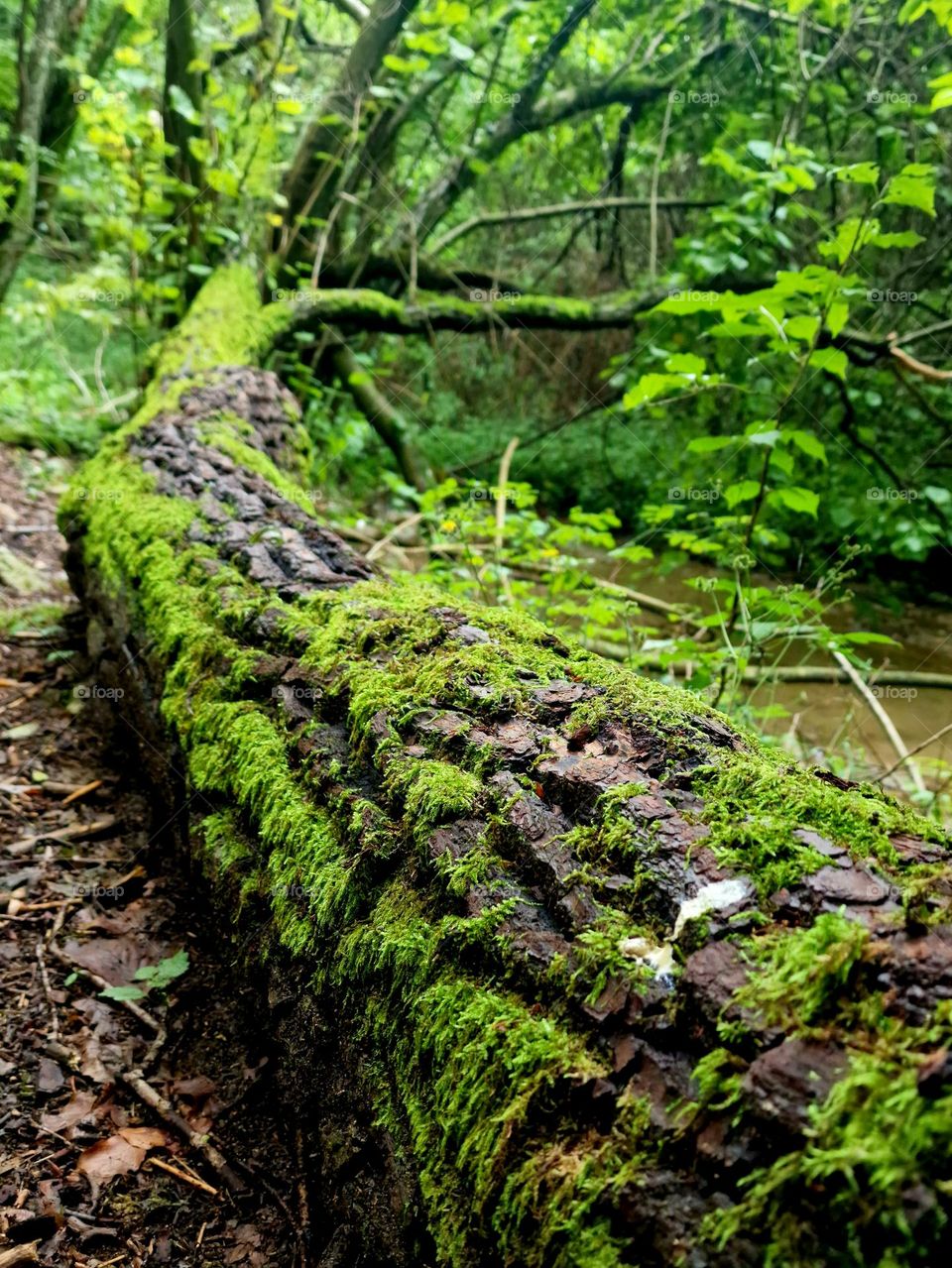 Moss tree