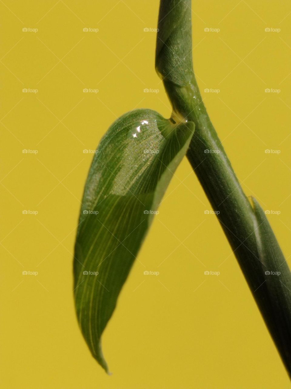 Planting leaf against the yellow background during the sunlight is beauty in Nature