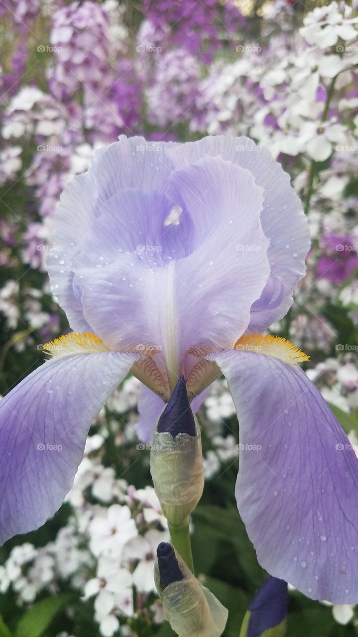 Grape Koolaid iris