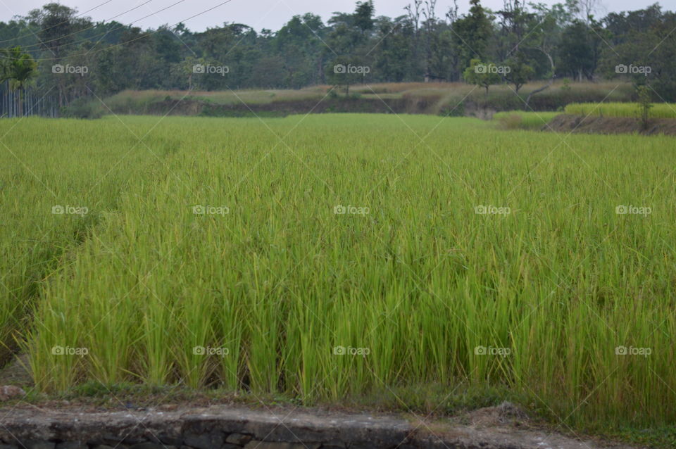 Rice, Agriculture, Landscape, Cereal, No Person