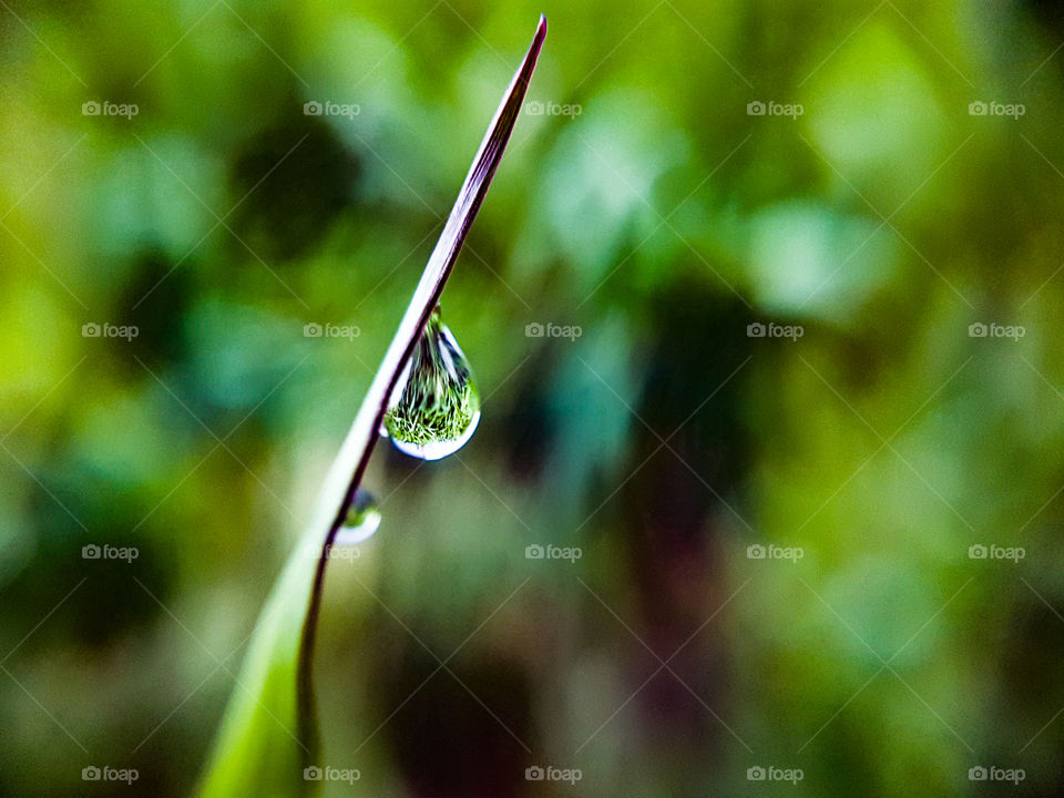 water droplet on grass