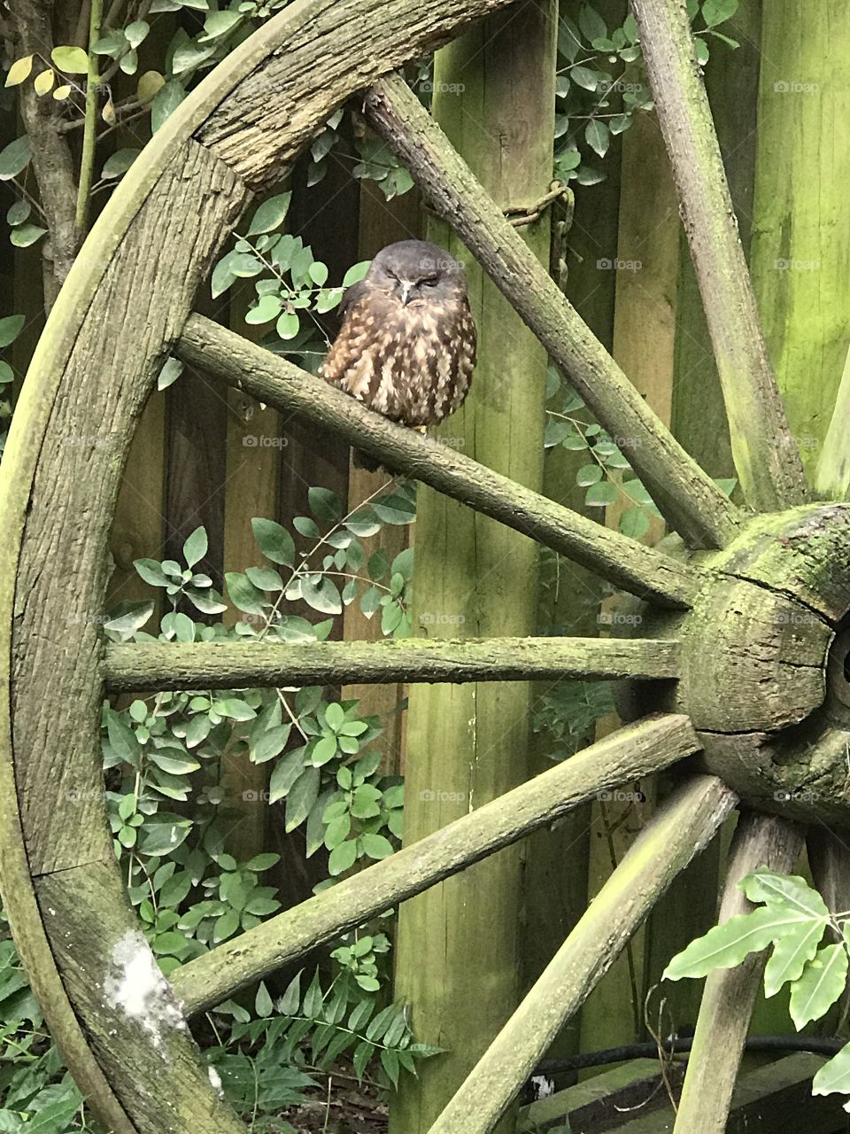 wagon wheel owl
