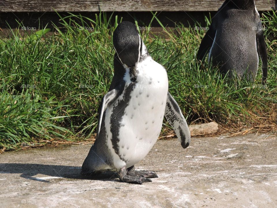 A penguin cleaning itself