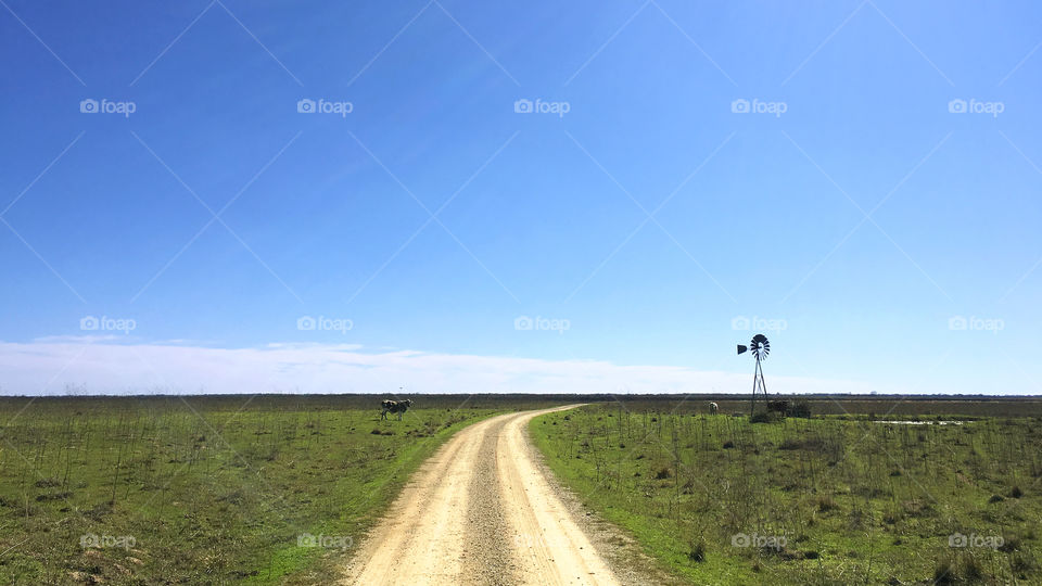 Cows dirt road windmill flat, attwater prairie chicken national wildlife refuge, texas