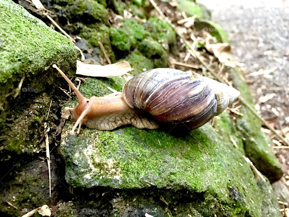 A big snail on a green stone in the jungle, Mauritius, Africa