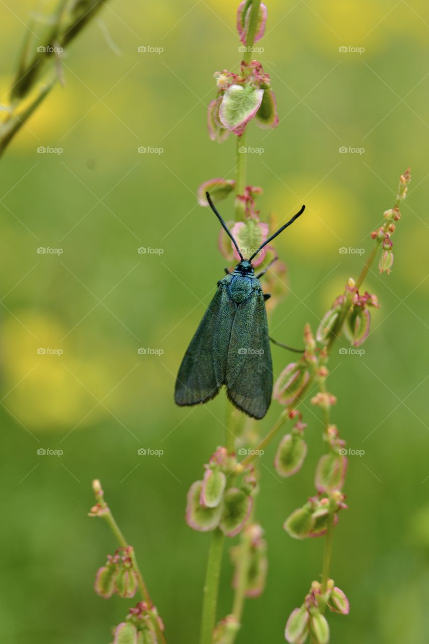 Adscita statices, the green forester, is a moth of the family Zygaenidae