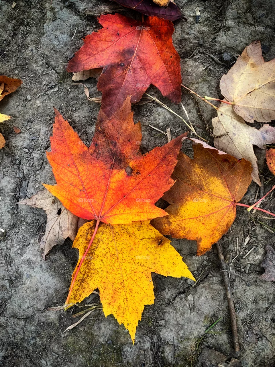 Fall is in the air 