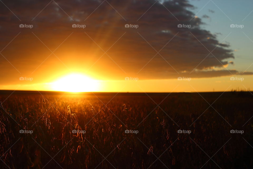 sunrise in the field