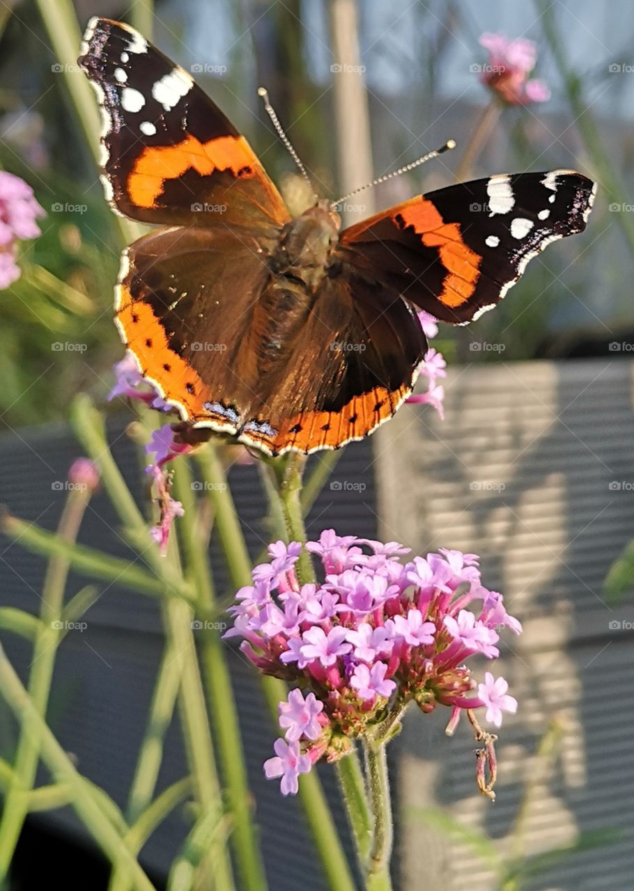 Beautiful, vibrant red admiral butterfly hovering above a bright pink flower in the garden 