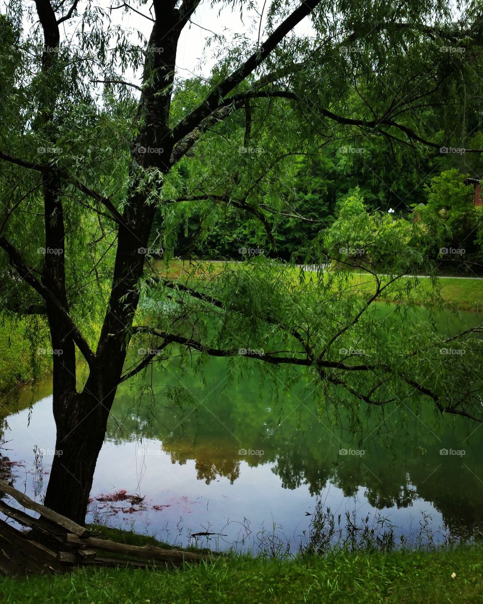 Serene pond
