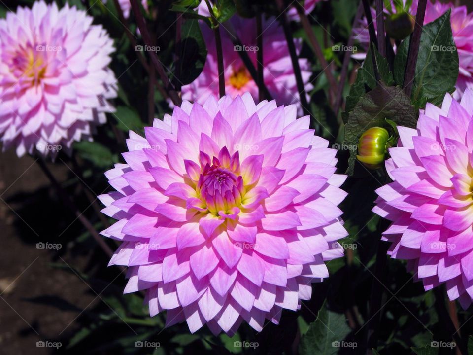 Elevated view of pink dahlia