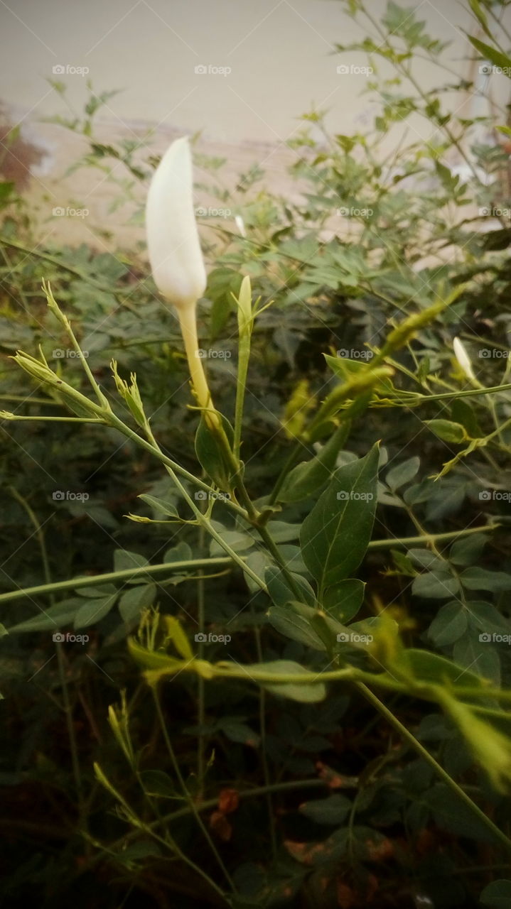 Bud at evening time
