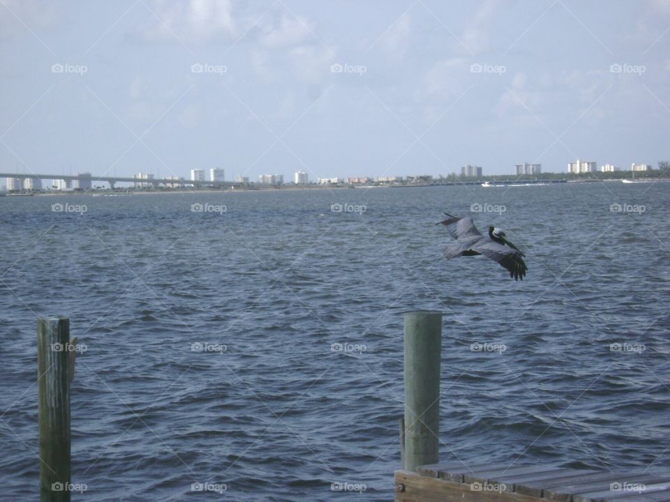 pelican in flight. pelican in flight Jensen beach, Florida