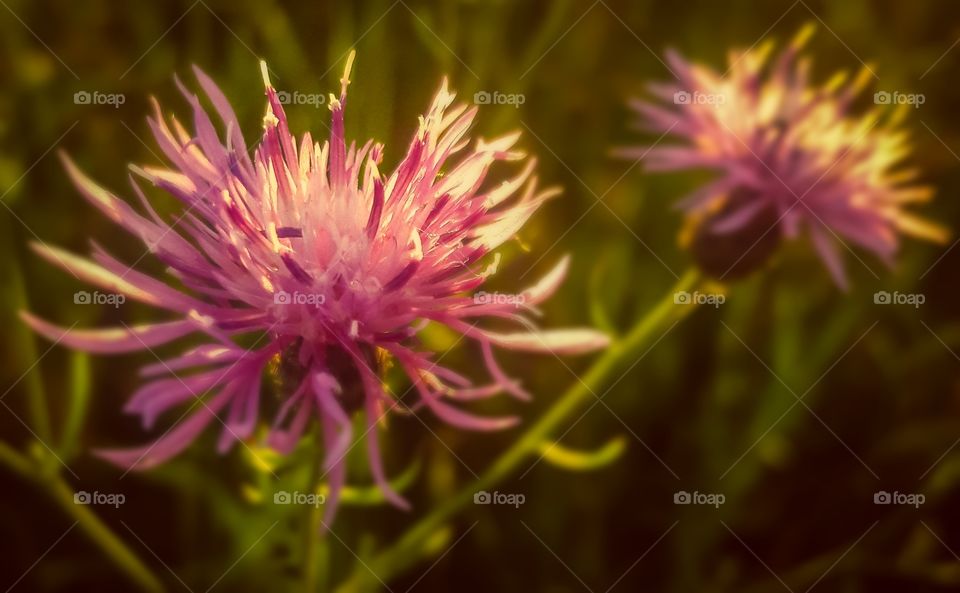 Golden Sunset Illuminating pink wild flowers.