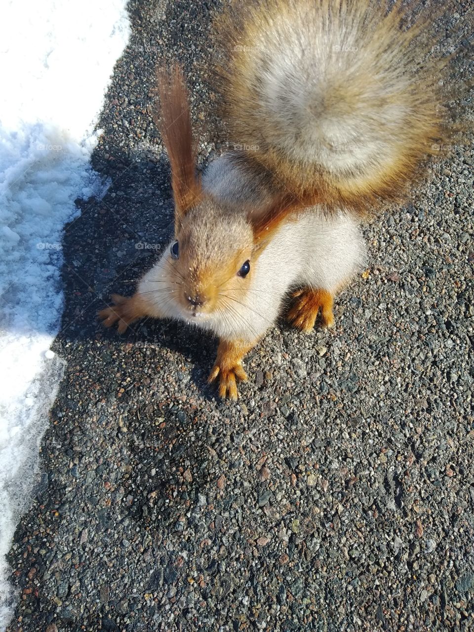 Squirrel