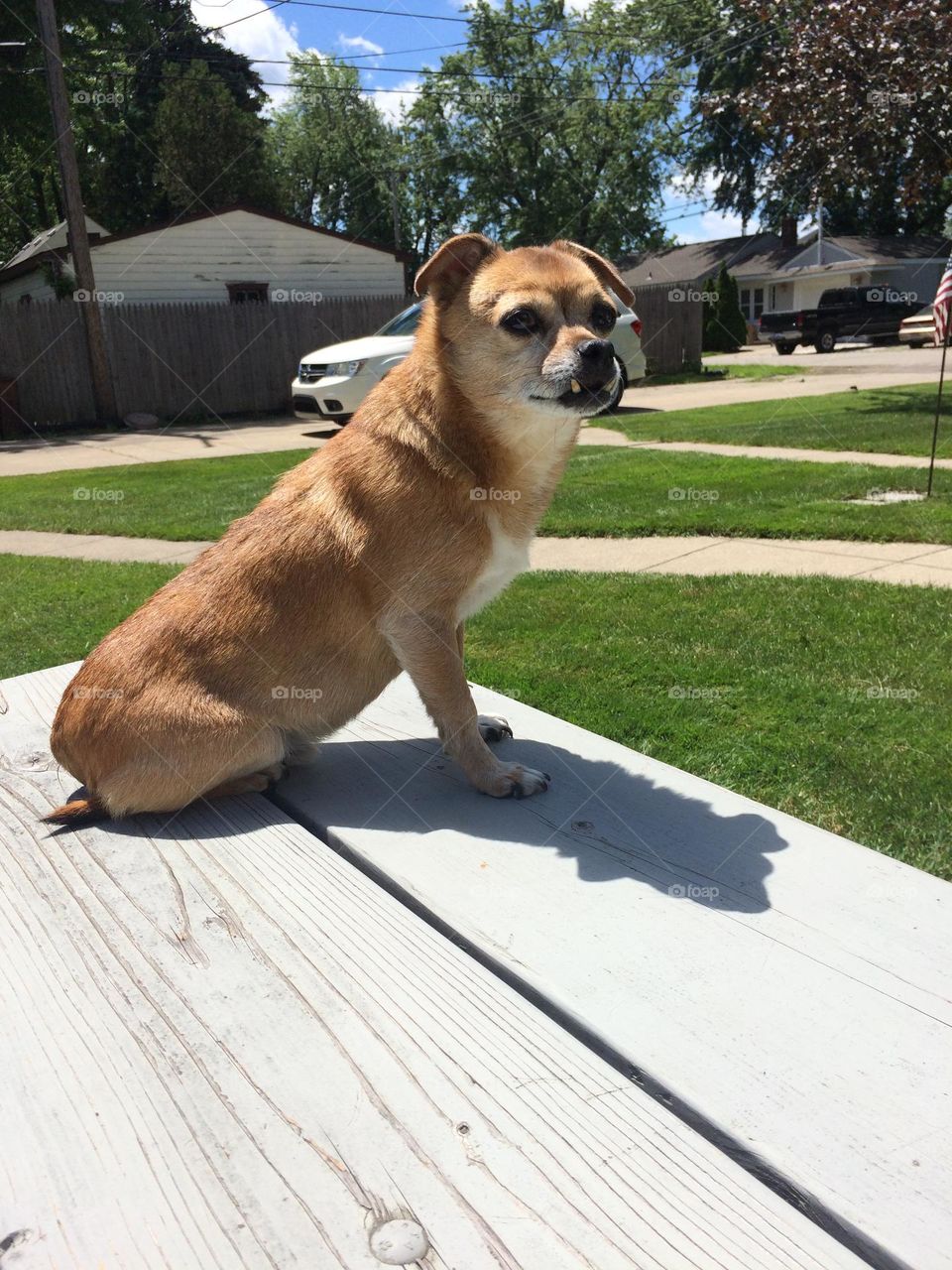 Brown chihuahua underbite 