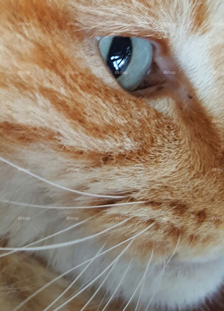 Kitty closeup
