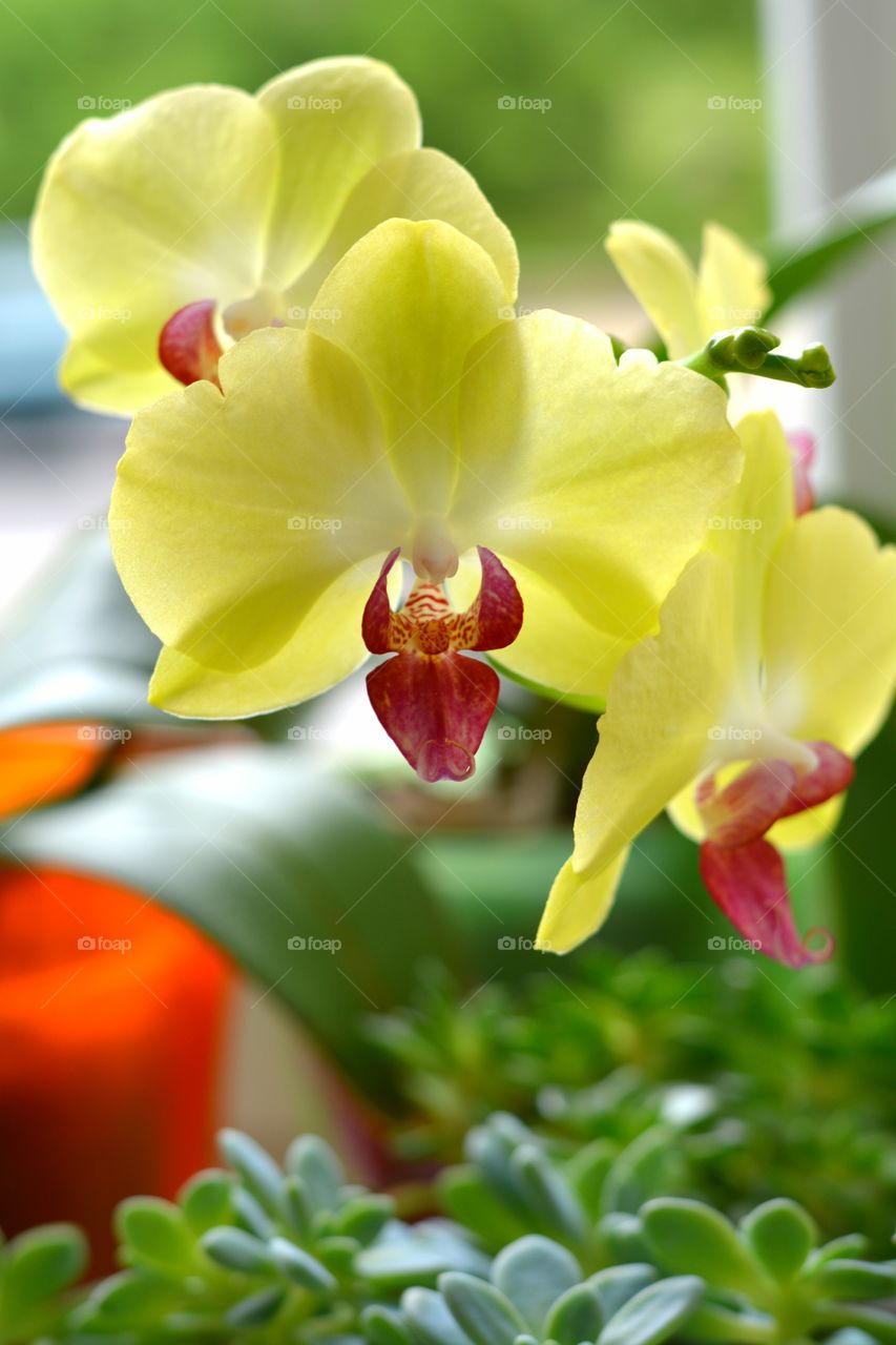 beautiful flowers house plant in the pots