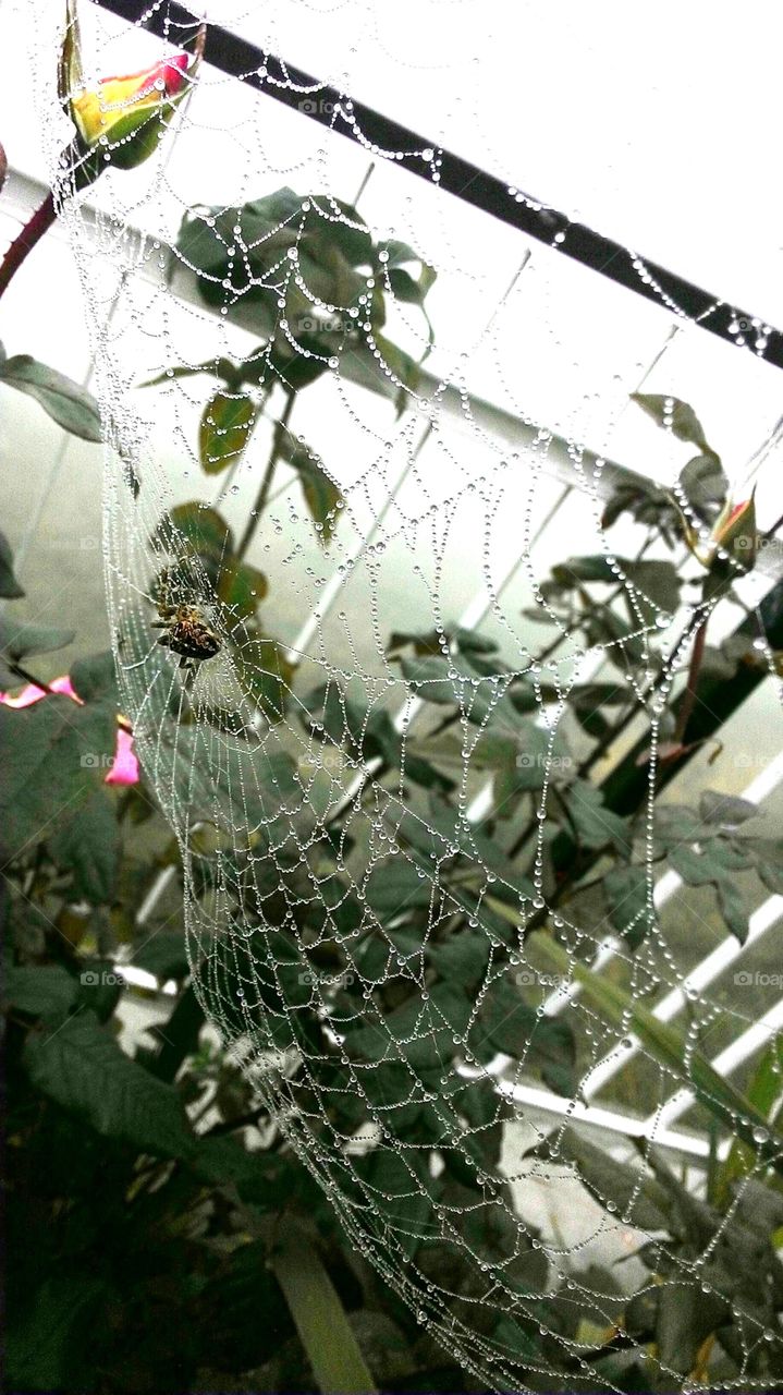 spider spider web drops fog nature outdoor