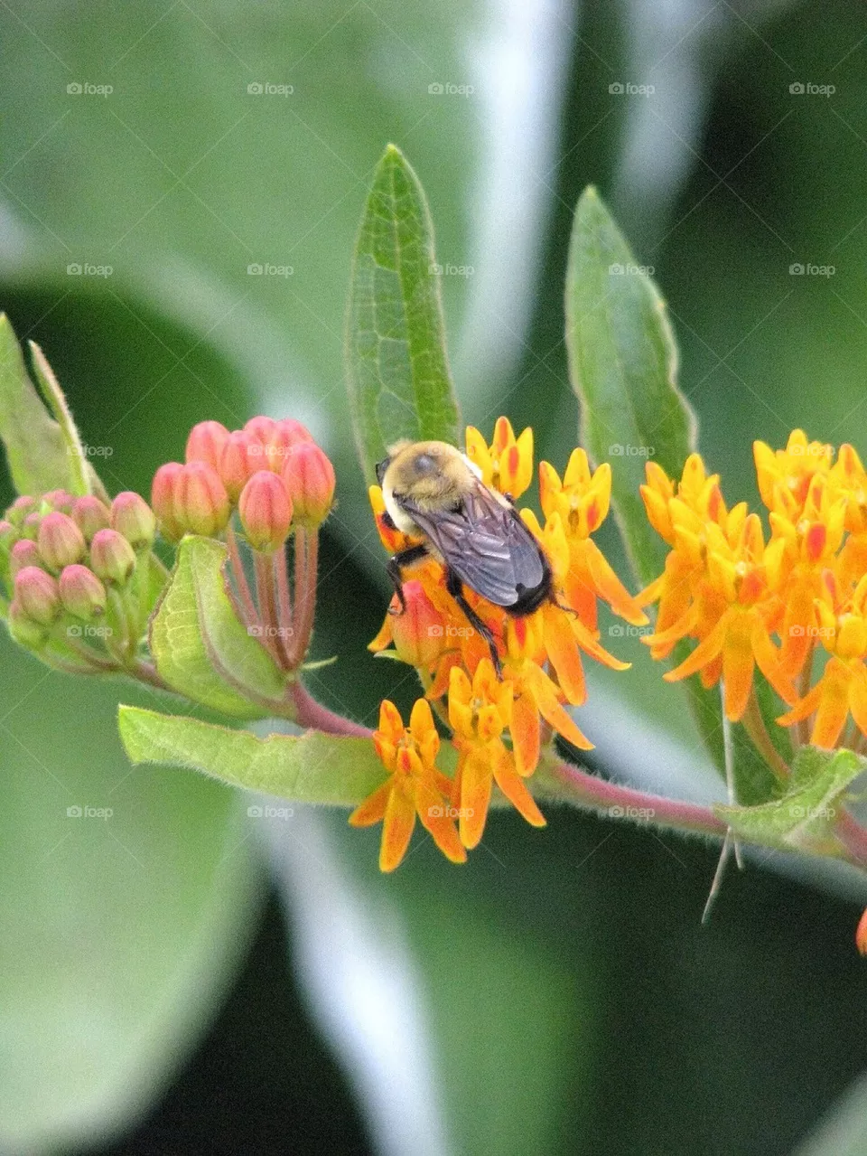Bumblebee 