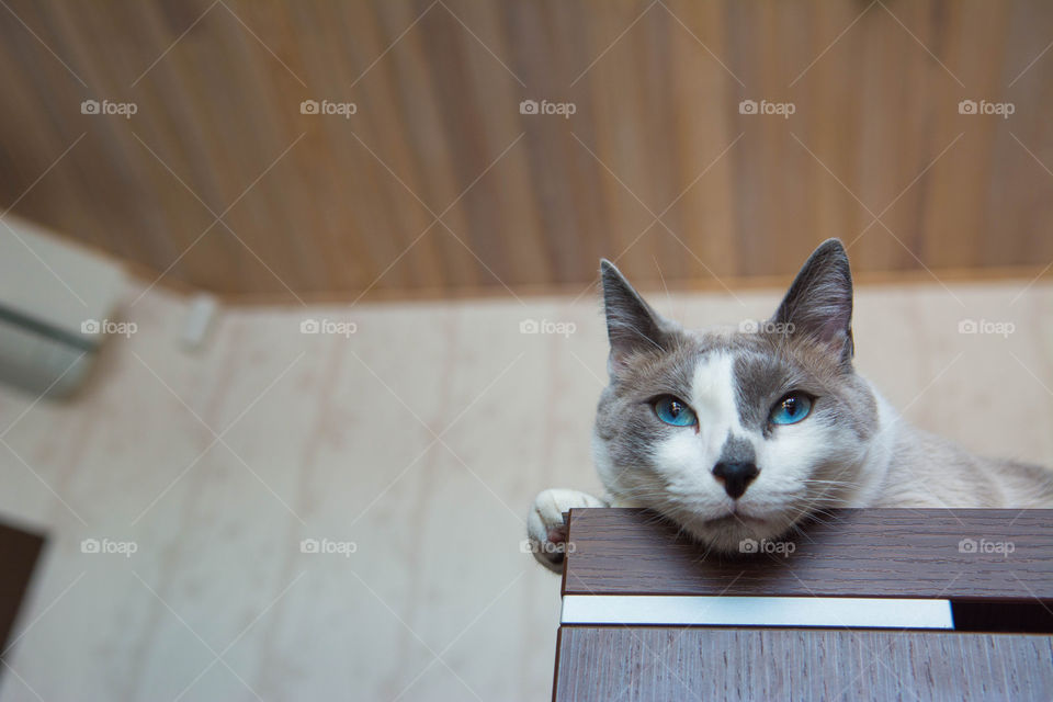 High angle view of cat